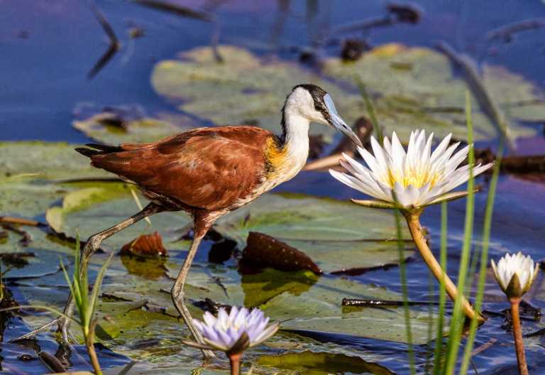 Pelo Camp, Jacanahuhn im Okavangodelta © Foto: Caroline Culbert | Wilderness Safaris