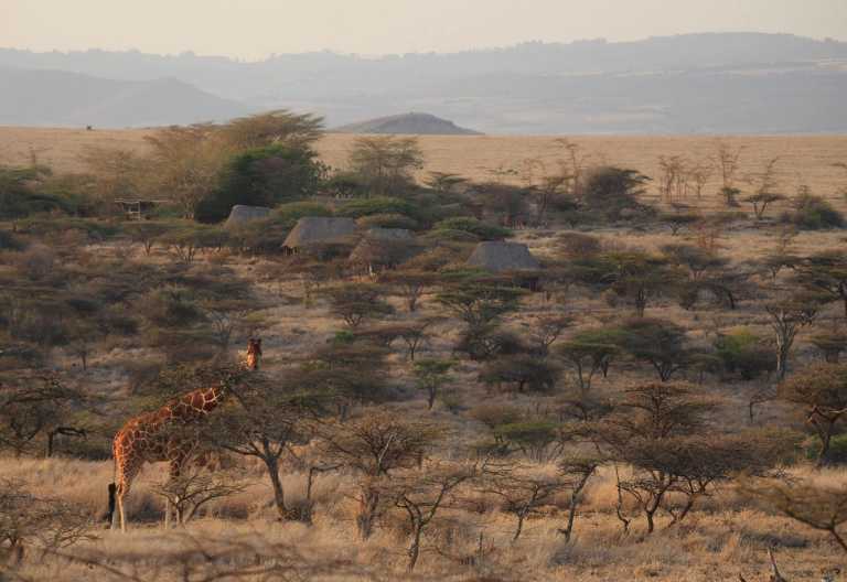 Netzgiraffe vor dem Lewa Safari Camp