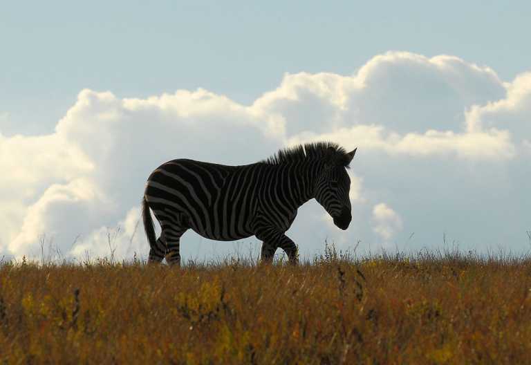 Zebra im Nyika Nationalpark © Foto: Bernd Gerlach