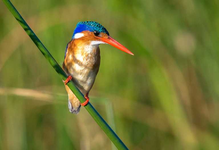 Malachiteisvogel (Haubenzwergfischer) im Liwonde Nationalpark © Foto: Dana Allen | Robin Pope Safaris