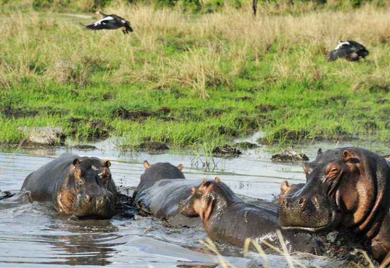 Flusspferde im Katavi Nationalpark © Foto: Marco Penzel | Outback Africa