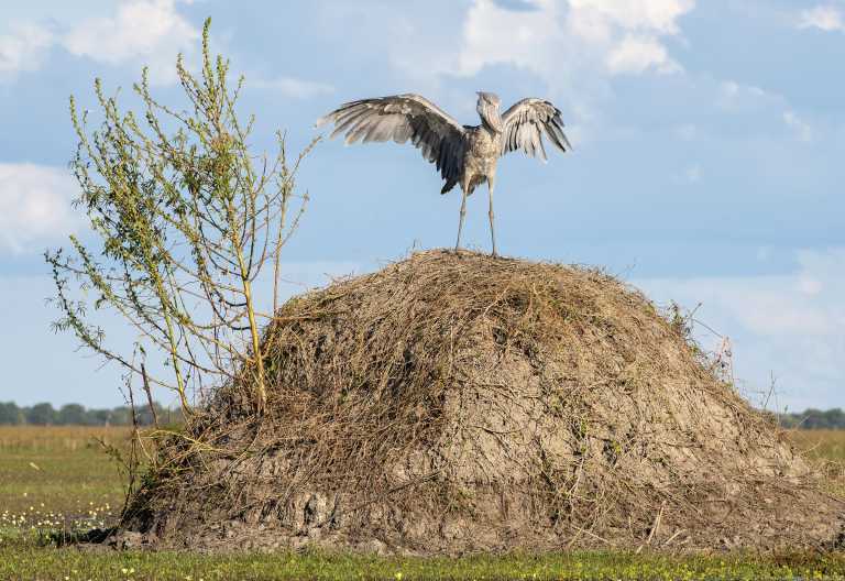 Schuhschnabel-Storch im Bangweulu-Feuchtgebiet © Foto: Patrick Bentley | African Parks