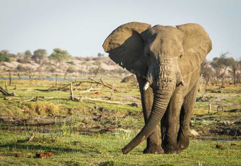 Elefant im Botetigebiet, Leroo La Tau © Foto: Desert&Delta