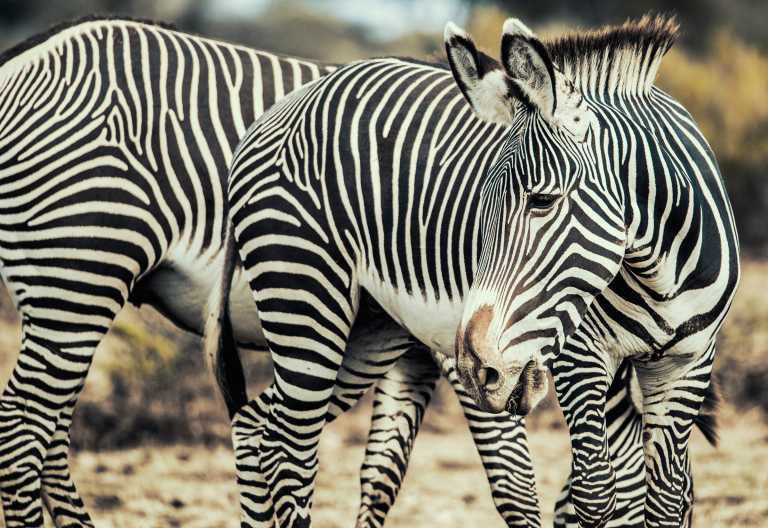 Grevy-Zebra im Samburu, Ashnil Samburu © Foto: Ashnil Hotels