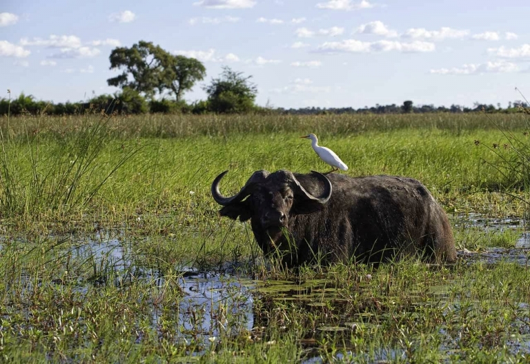 Mombo Camp, Büffel in der Mombo Konzession © Foto: Dana Allen | Wilderness Safaris