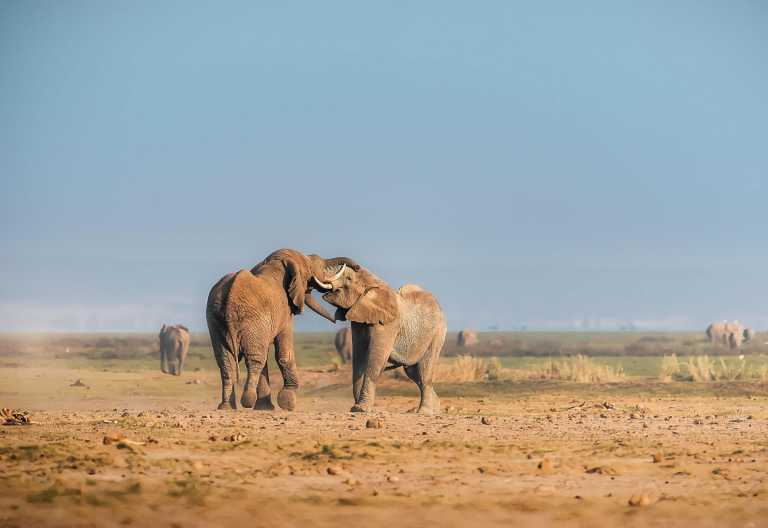 Elefanten im Amboseli Nationalpark, Tortilis Camp © Foto: Elewana Collection
