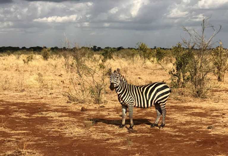 Zebra im Meru Nationalpark © Foto: Svenja Penzel | Outback Africa