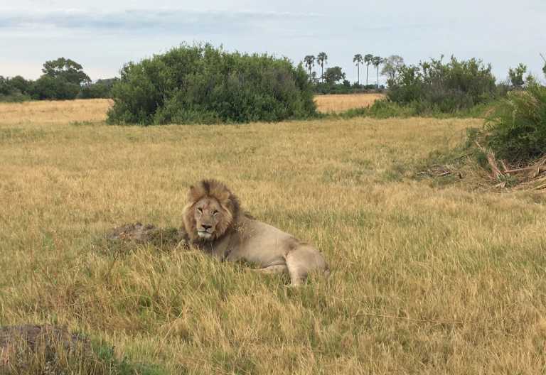 Löwe nicht weit vom Chiefs Camp © Foto: Svenja Penzel | Outback Africa
