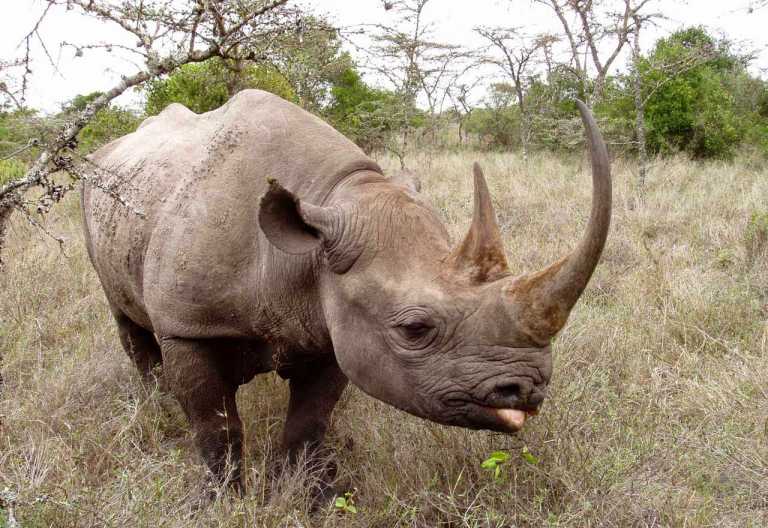 Ol Pejeta House, Nashornschutzgebiet