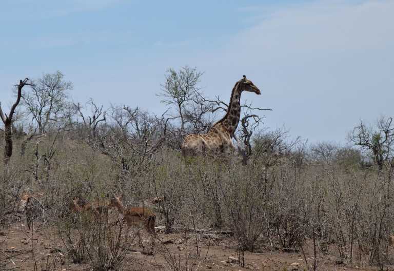 Tuningi Safari Lodge, Giraffe und Impalas vor der Lodge © Foto: Jens Doering | Outback Africa