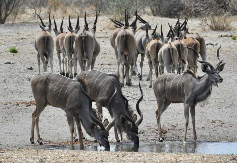 Kuduherde an einem Wasserloch, Deception Valley Lodge © Foto: Deception Valley Lodge