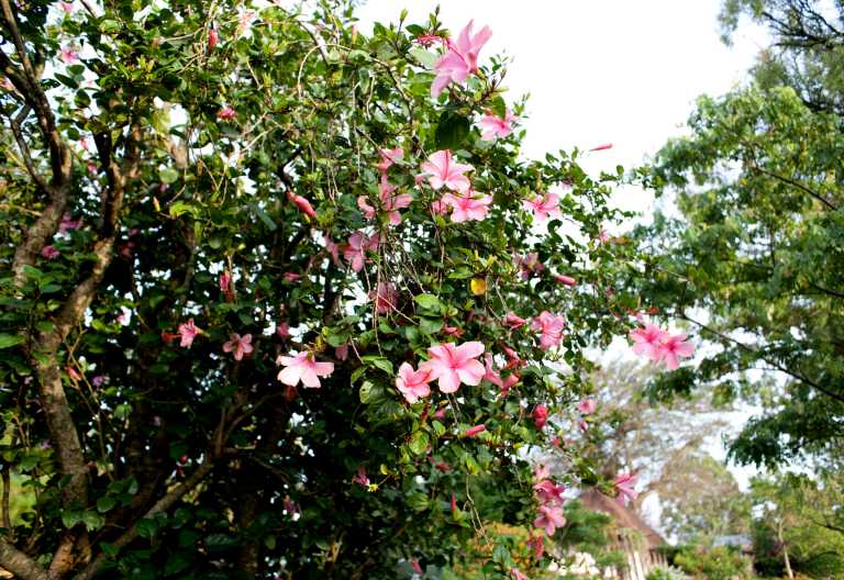 Hibiskus im Garten der Ndali Lodge © Foto: Svenja Penzel | Outback Africa
