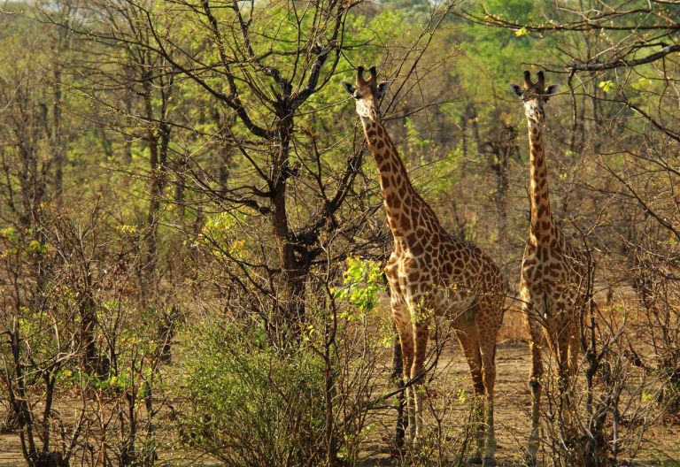 Thornicroft-Giraffen im South Luangwa Nationalpark © Foto: Christian Becker