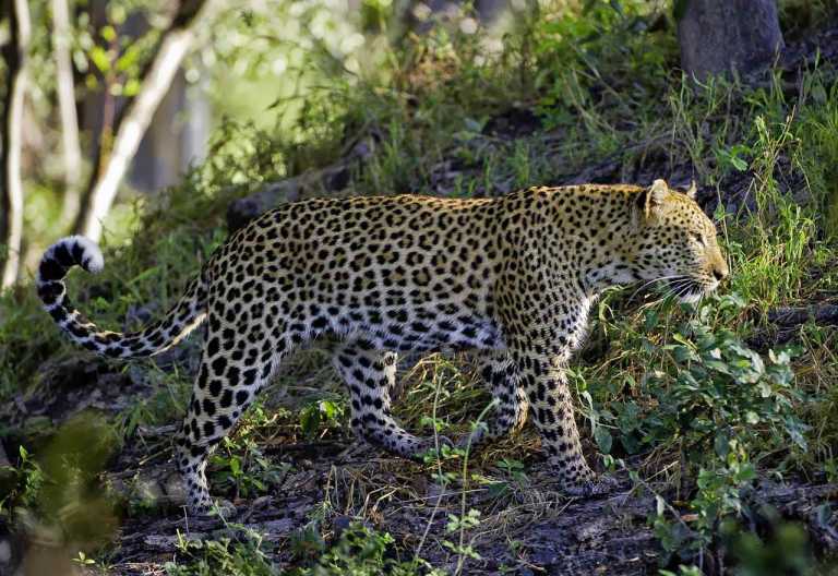 Litte Tubu Camp, Leopard in der Jao Konzession © Foto: Dana Allen | Wilderness Safaris