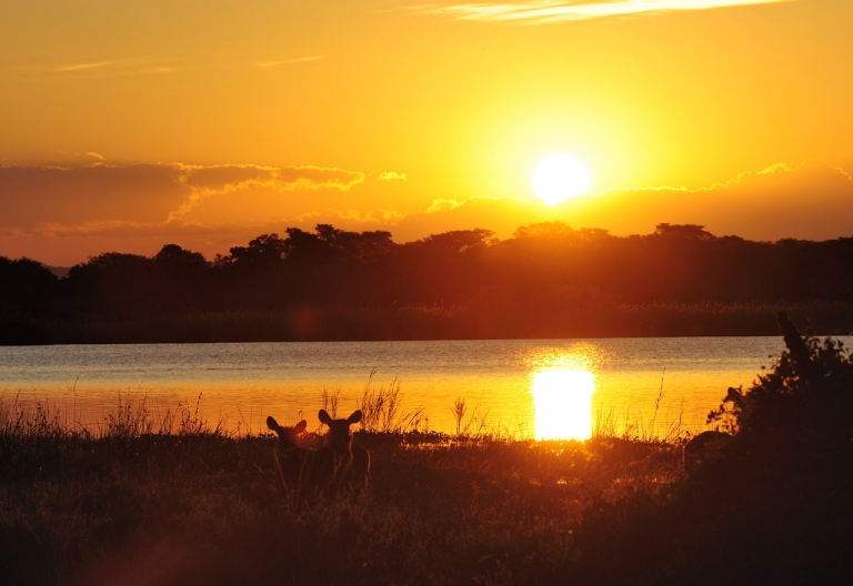 Wasserböcke im Sonnenuntergang am Shire River © Foto: Marco Penzel | Outback Africa