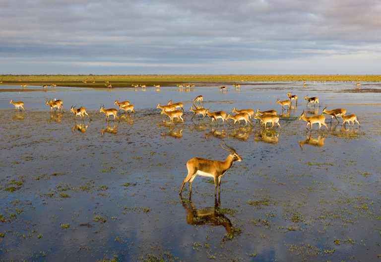 Schwarze Letschwe-Antilopen (Black Lechwe) in Bangweulu © Foto: Patrick Bentley | African Parks