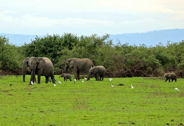 Elefanten am Ufer des Lake Nzerakera, Selous © Foto: Heinke Glameyer-Fleischmann