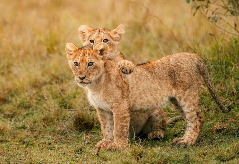 Junge Löwen in der Massai Mara &copy; Foto: Soroi Collection