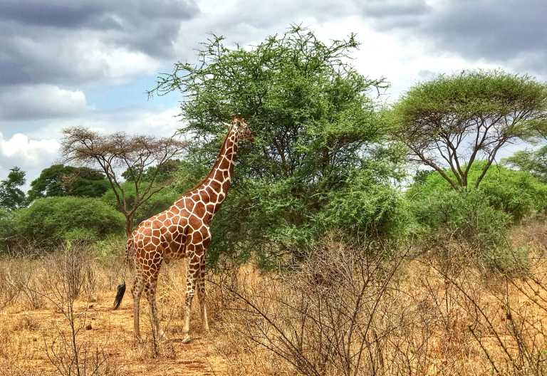 Netzgiraffe, Elsas Kopje, Meru Nationalpark &copy; Foto: Svenja Penzel | Outback Africa