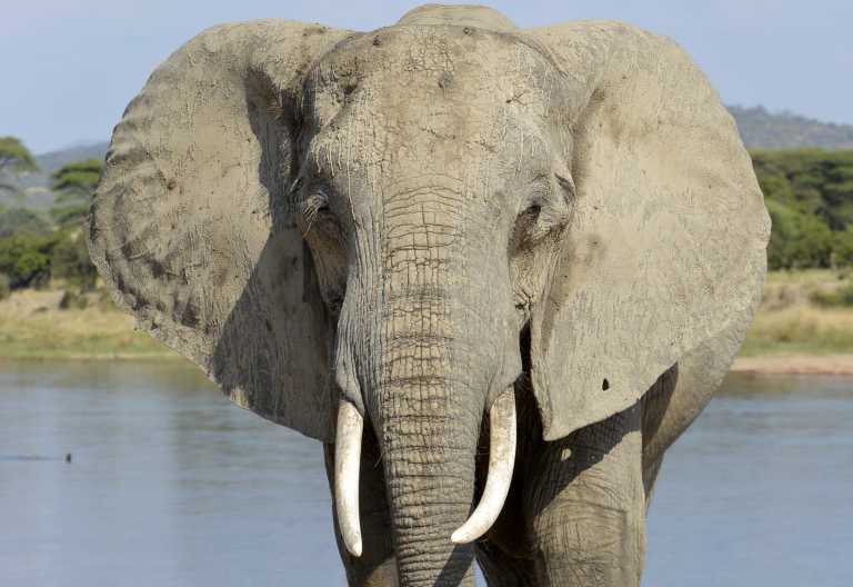 Elefanten im Ruaha Nationalpark © Foto: Ulrike Pârvu | Outback Africa