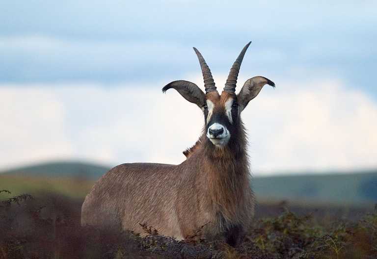 Roan-Antilope im Nyika Nationalpark © Foto: Dana Allen