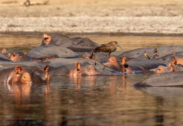 Hammerkopf und Hippos im Mana Pools Nationalpark © Foto: Marco Penzel | Outback Africa