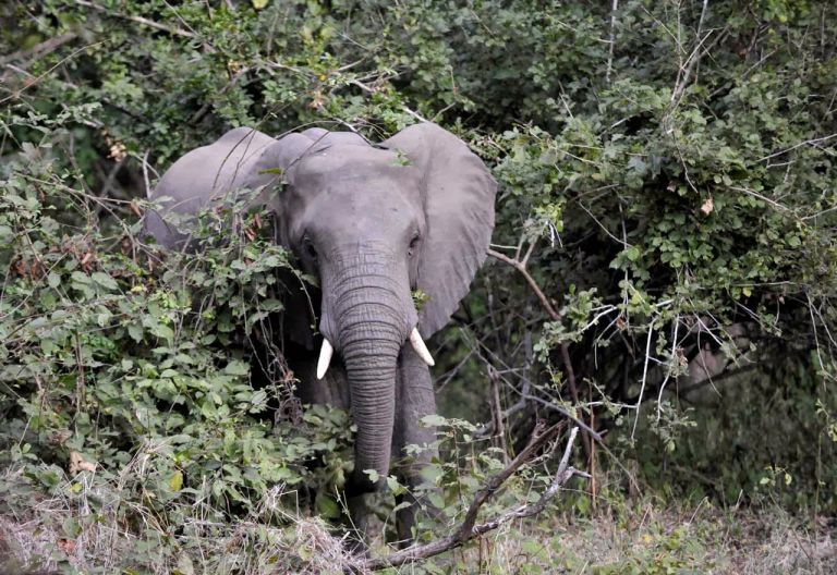 Elefant im Majete Wildreservat © Foto: Svenja Penzel | Outback Africa