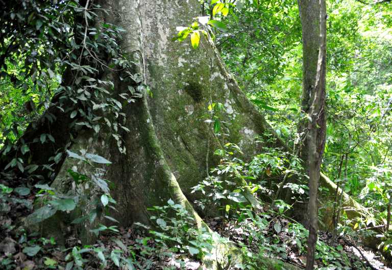 Riesige Baumwurzeln in der Kyambura-Schlucht, Uganda © Foto: Svenja Penzel | Outback Africa