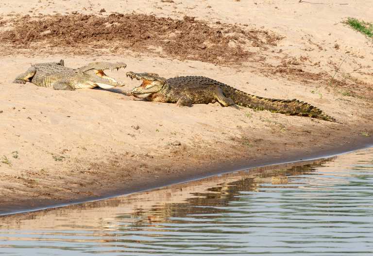 Krokodile am Ufer des Mwaleshi © Foto: Marco Penzel | Outback Africa