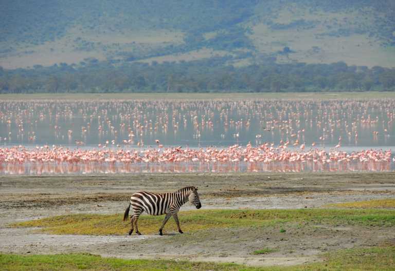 Lake Manyara &copy; Foto: Oleg Znamenskiy | dreamstime