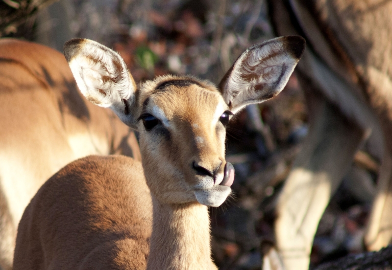 Impala, Krüger Nationalpark &copy; Foto: Doreen Schütze | Outback Africa