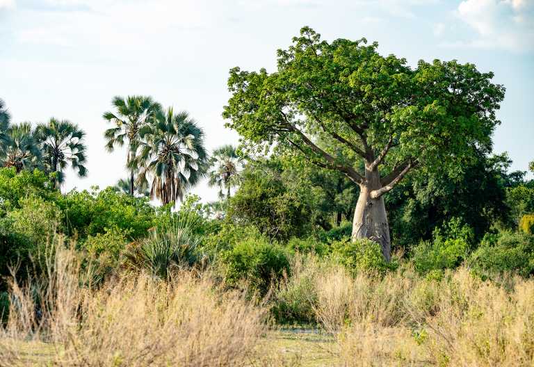 Frisches Grün erwartet die Regenzeit im Okavango-Delta © Foto: Marco Penzel | Outback Africa