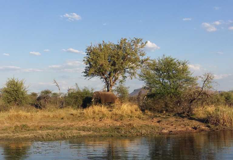 Marataba Safari Lodge, Elefanten am Ufer des Matlabas River © Foto: Jens Doering | Outback Africa