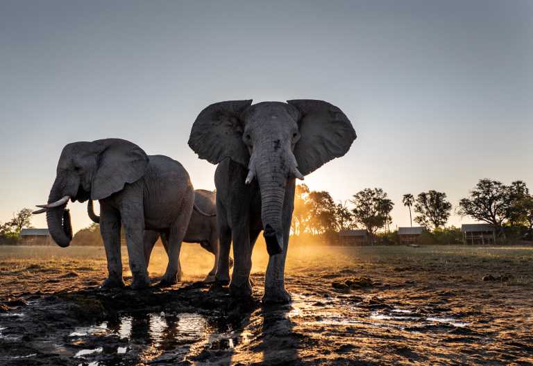 Elefanten an einem Wasserloch im Okavango-Delta, Mokolwane Camp © Foto: Natural Selection