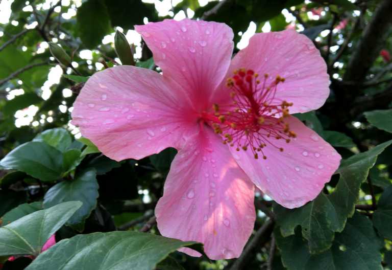 Hibiskus im Garten der Ndali Lodge © Foto: Svenja Penzel | Outback Africa
