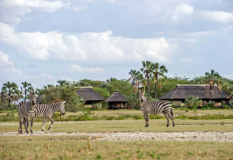 Zebras vor der Maramboi Tented Lodge © Foto: Tanganyika Wilderness Camps Bild zur Lodge