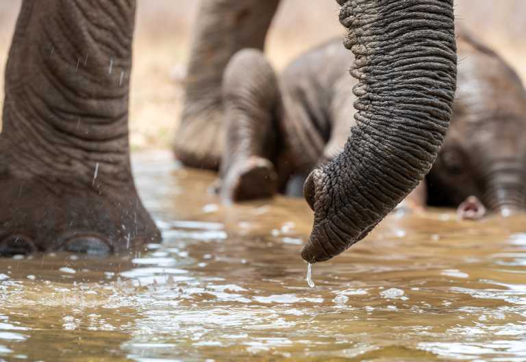 Elefanten vor dem Foto-Versteck des Soroi Larsens Camps © Foto: Marco Penzel | Outback Africa