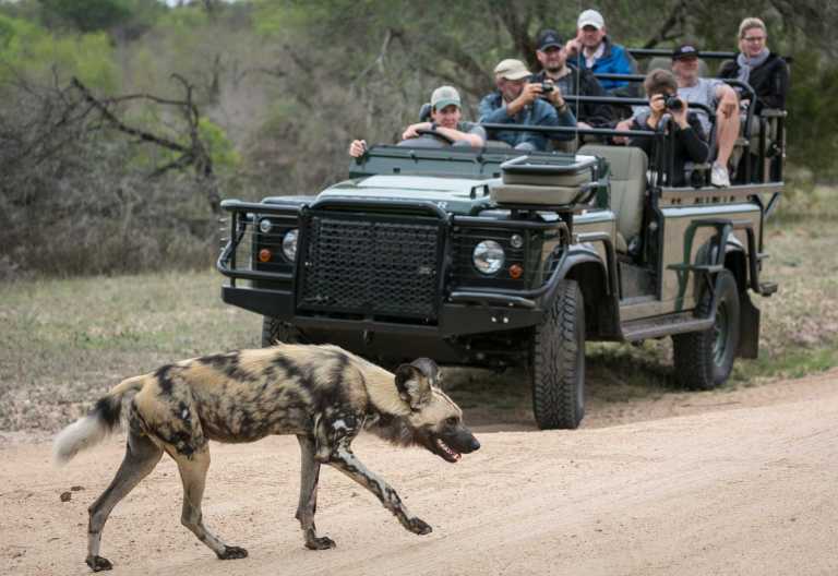 Wildhund im Sabie Sand Wildreservat, Umkumbe Safari Lodge © Foto: All rights Reserved (©): Em Gatland