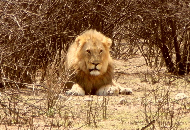 Löwe im Etosha Nationalpark © Foto: Heidi Lang