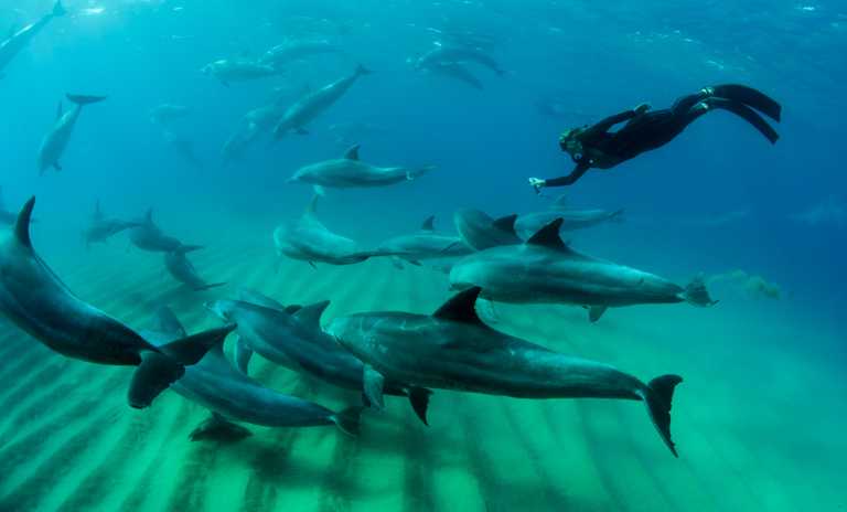 Punta do Ouro, Delphine © Foto: Bruce Taylor