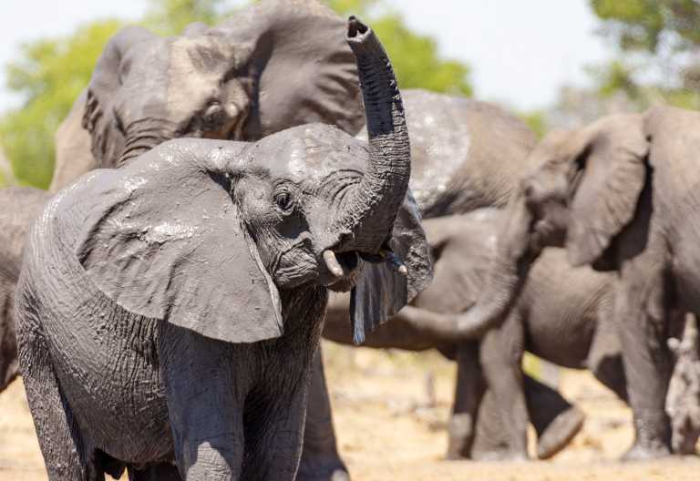 Elefanten am Wasserloch im Hwange Nationalpark &copy; Foto: Marco Penzel | Outback Africa
