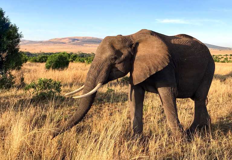 Elefant in der Massai Mara © Foto: Svenja Penzel | Outback Africa