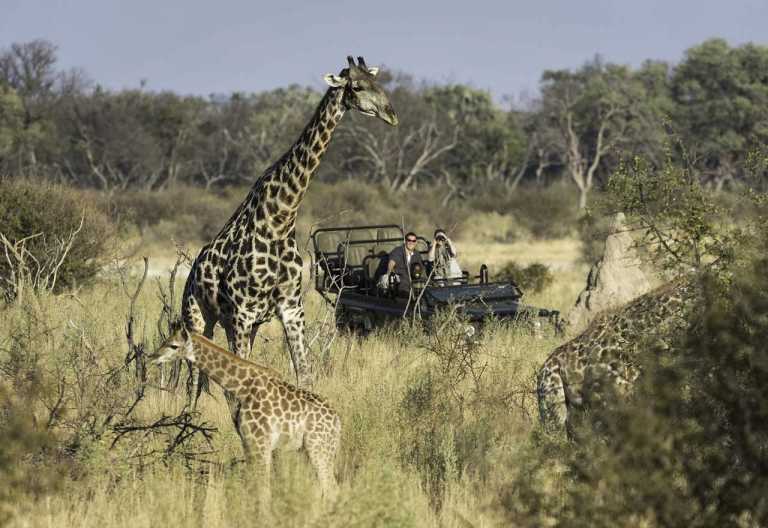Litte Tubu Camp, auf Pirschfahrt © Foto: Dana Allen  Wilderness Safaris