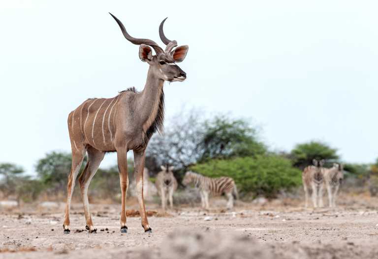 Junger Kudu-Bock in Etosha &copy; Foto: Marco Penzel | Outback Africa