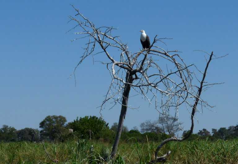 Schreiseeadler in den Gomoti Plains © Foto: Ulrike Pârvu | Outback Africa