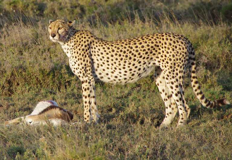Gepard mit Beute in der Serengeti &copy; Foto: Judith Nasse | Outback Africa