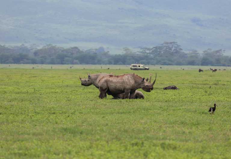 Nashörner auf Pirschfahrt im Ngorongorokrater, Neptune Ngorongoro Luxury Lodge © Foto: Neptune Hotels