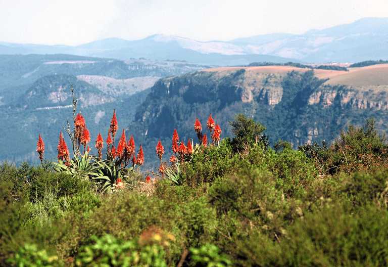 Aloe-Blüten am Gods Window, Panorama Route © Foto: Marco Penzel | Outback Africa