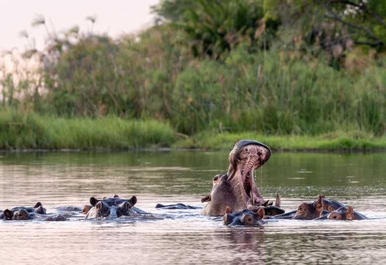 Flusspferde beim Kala Camp, Okavango-Delta © Foto: Marco Penzel | Outback Africa