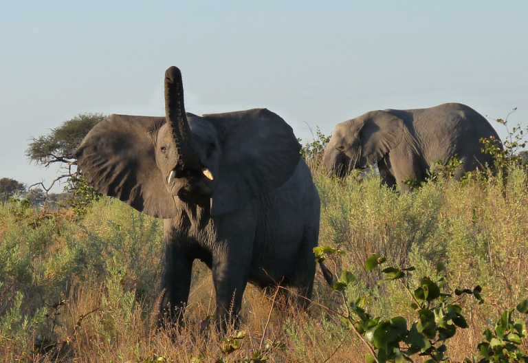 Elefanten in den Gomoti Plains © Foto: Ulrike Pârvu | Outback Africa